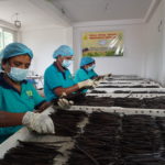 Sri Lanka Vanilla beans Grading