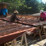 Vanilla beans drying