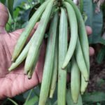 Vanilla Plants branches