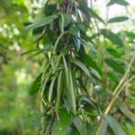 Vanilla vine cultivation