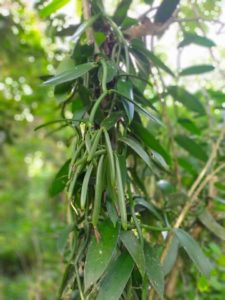 Vanilla vine cultivation