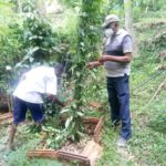 Vanilla Plants branches