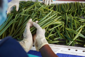 Grading Green Vanilla beans Sri Lanka 