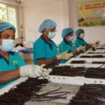 Grading Cured Vanilla beans