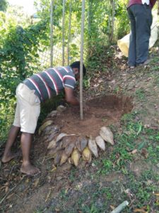 Planting of Vanilla Cuttings