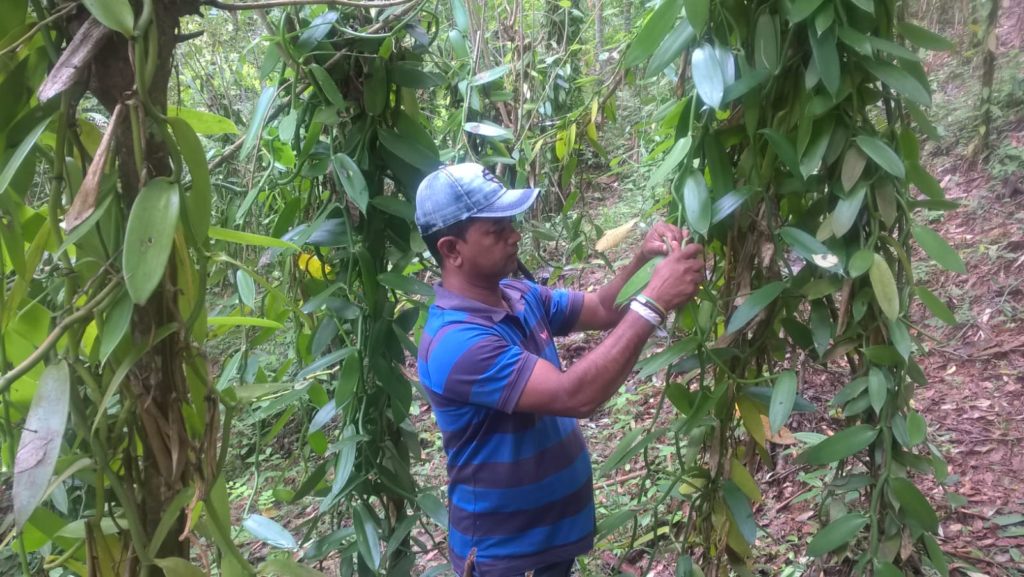 Vanilla farmers in Sri Lanka