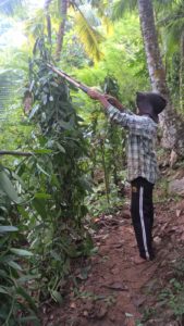 Pruning vanilla shade trees