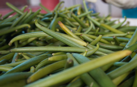 Green Vanilla Beans