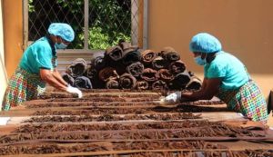 Sri Lanka Vanilla Sweating process 