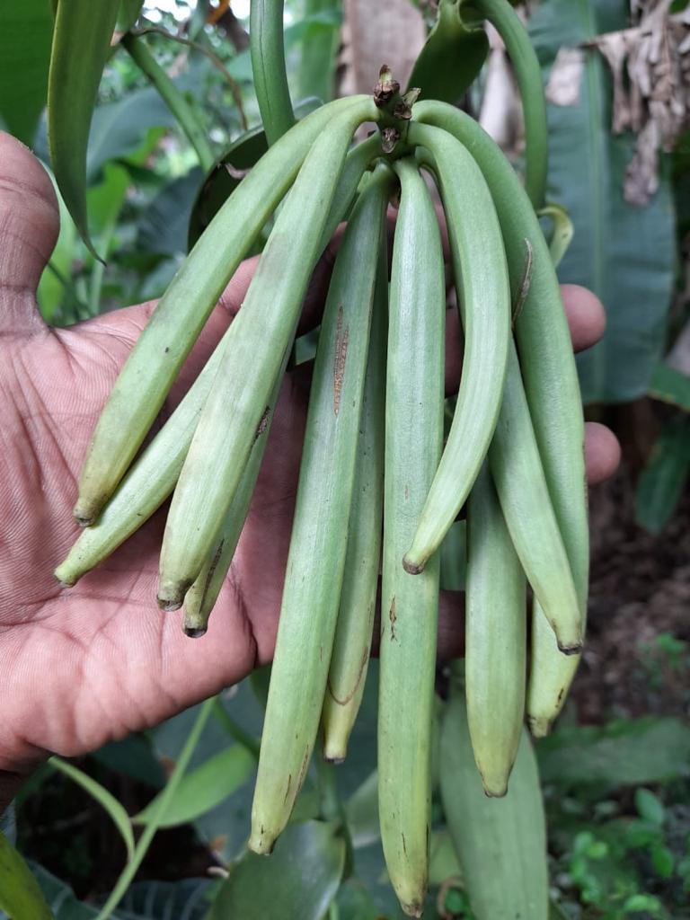 How Do Vanilla Beans Are Harvested Vanilla Ceylon