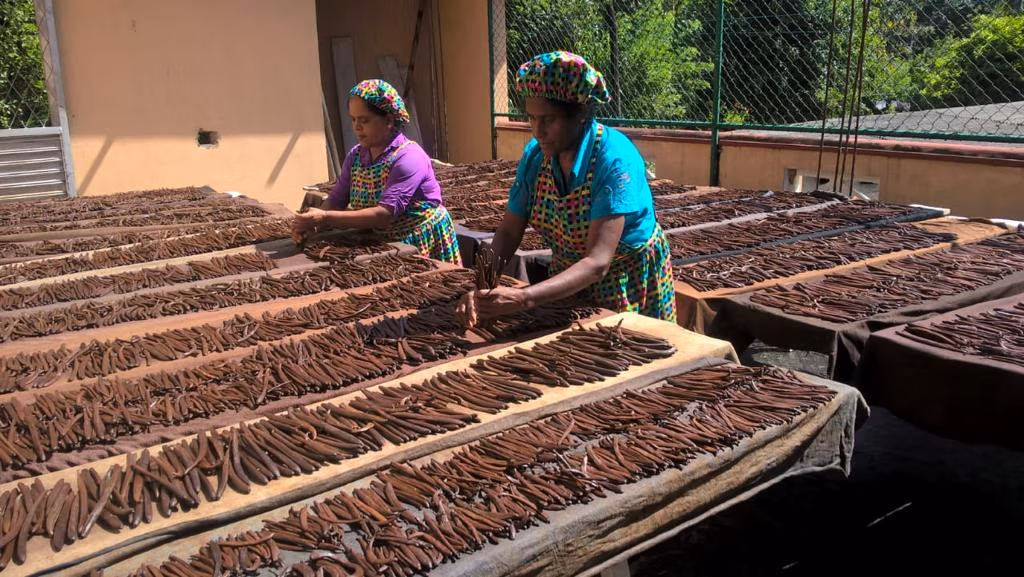 Sri Lanka Vanilla Beans industry