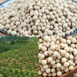 Sri Lanka White Pepper Wholesale Price 1 Kg Organic