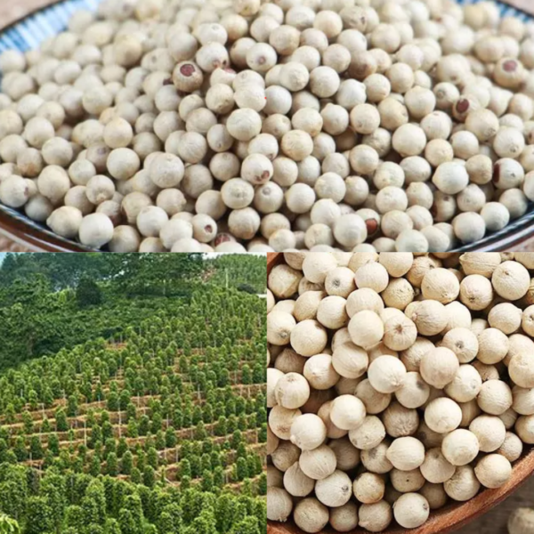 Sri Lanka White Pepper Wholesale