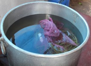 Vanilla Beans Curing process