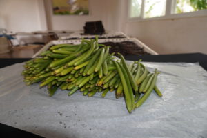 Vanilla Beans Curing Process