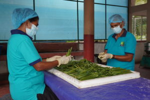 Vanilla beans Curing Process