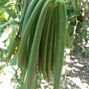 Green Vanilla Beans