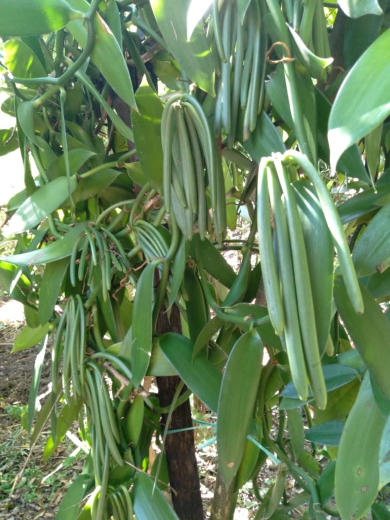 Green Vanilla Beans