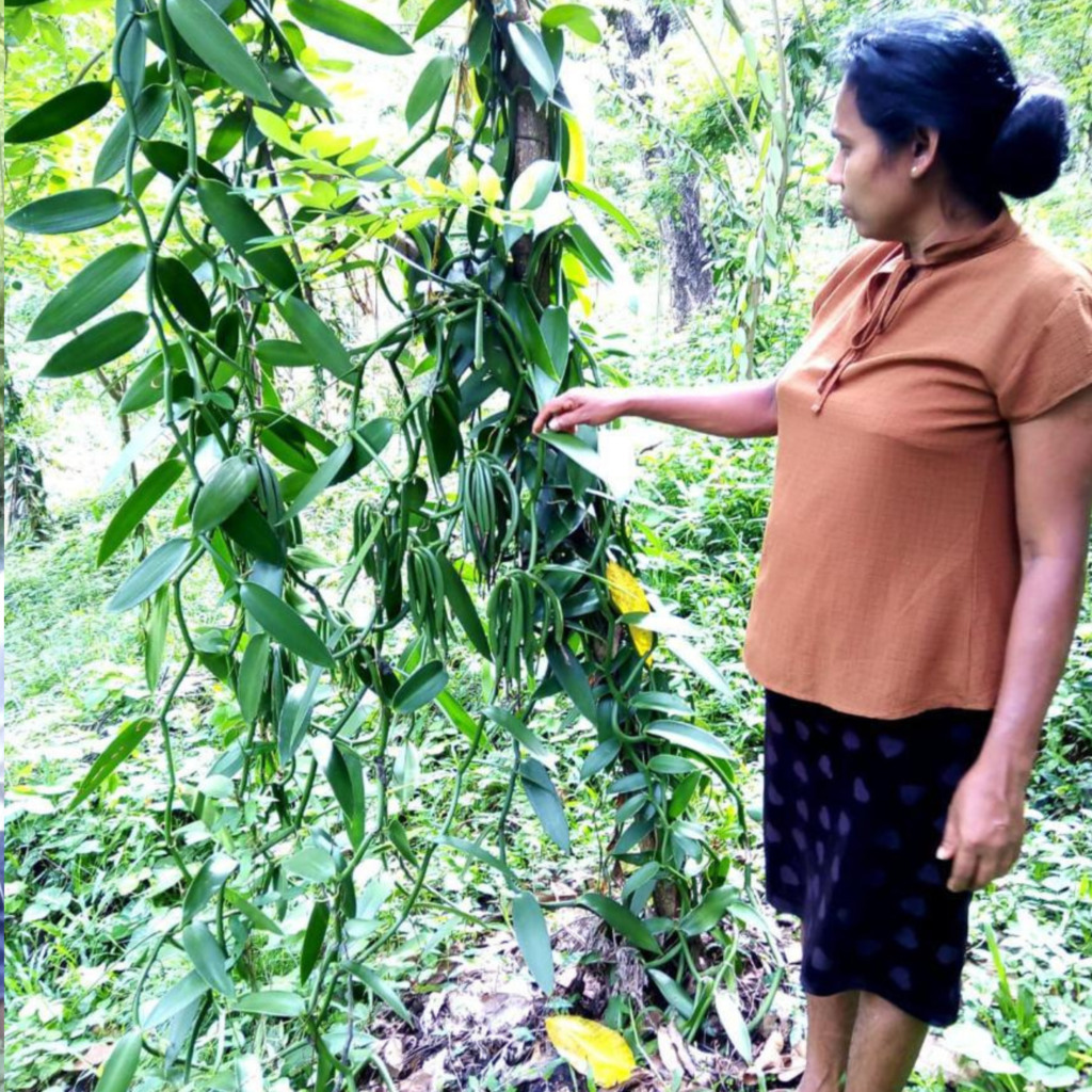 Sri Lanka Vanilla Beans Farmers