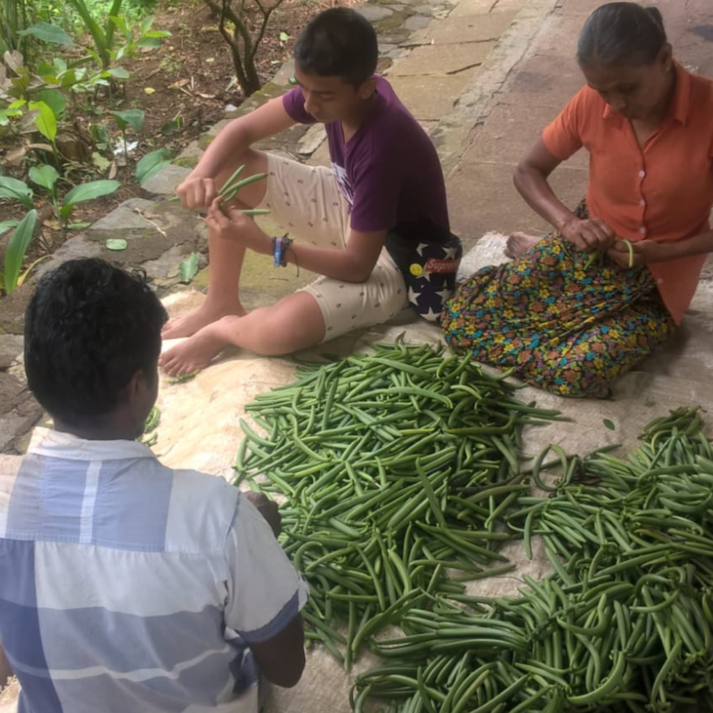 Ceylon Vanilla Beans Farming