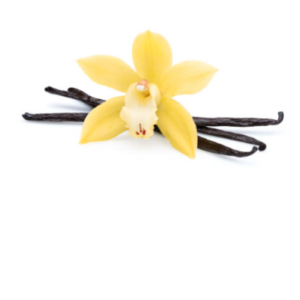 Vanilla Beans only eating Orchid 