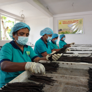 Sri Lanka Vanilla Beans Producton