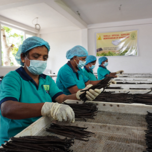 Sri Lanka Vanilla Beans factory