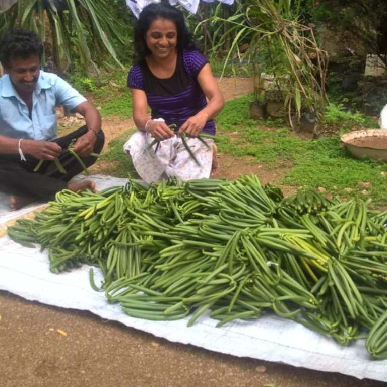 Sri Lanka Vanilla Beans source from rural farmers