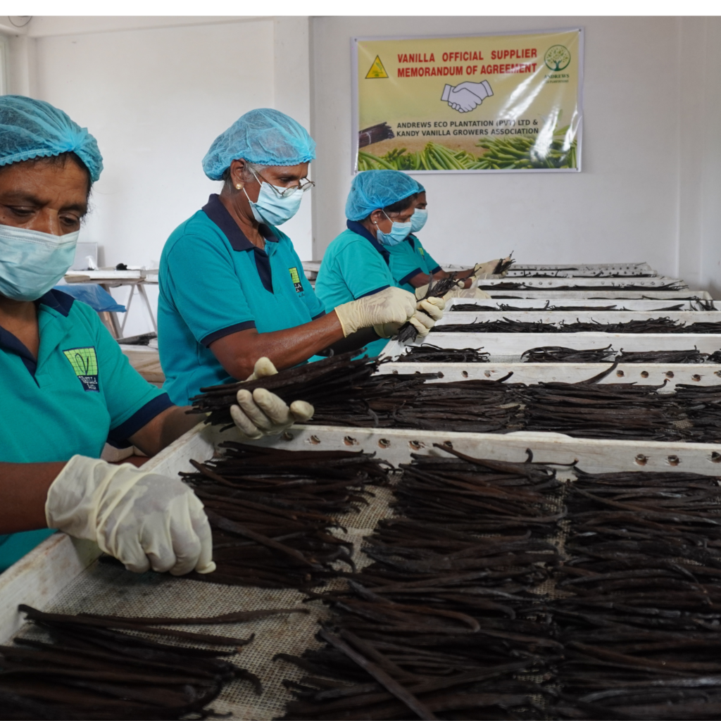 Sri Lanka Vanilla Beans Grading & Curing process