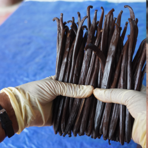 Identify quality Vanilla Beans Sri Lanka 