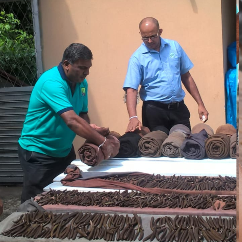 Sri Lanka Vanilla Curing process