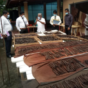 Quality control process Vanilla Beans Sri Lanka