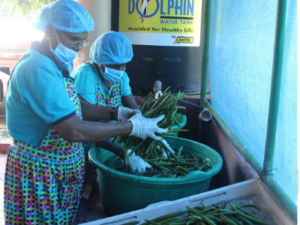 Vanilla Beans Curing Process