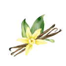 Buy Premium Quality Organic Sri Lanka Vanilla Beans, Paste, Powder, Extracts from main exporter Ceylon Vanilla Lanka Pvt Ltd Order organic Premium Vanilla Beans from Sri Lanka. The manufacturer for vanilla Grade A, B. Our Cured Vanilla pods are avialable for Retail and Wholesale Orders
