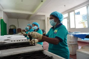 sri lanka vs madagascar vanilla beans side by side vanilla home garden plantation sri lanka